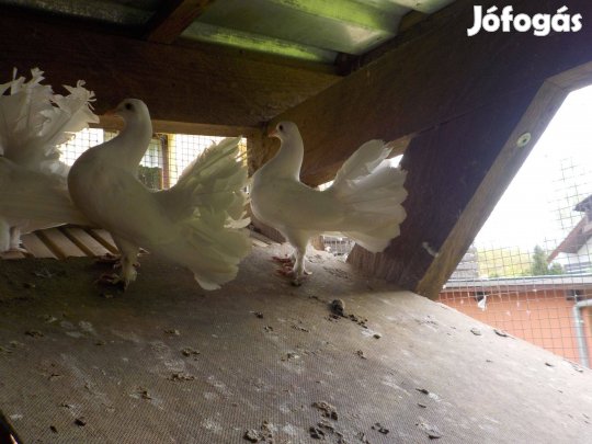 Pávagalamb fehér eladó,cserélhető