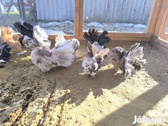 Pávagalambok eladók