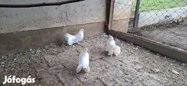 Pávagalambok eladók Debrecenben 