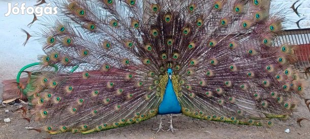 Pávák költöznének!