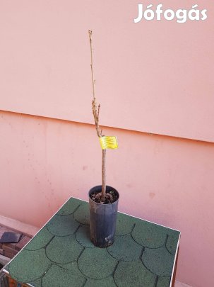 Pawnee,-öntermékeny pekandió