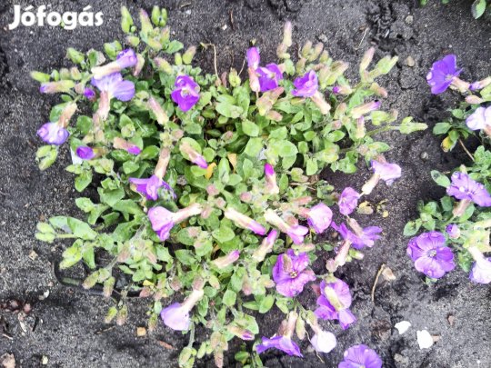 Pázsitviola télálló virág