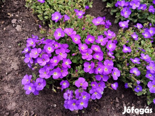 Pázsitviola télálló virág 