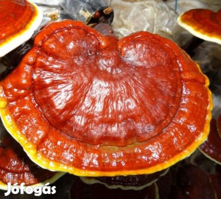 Pecsétviaszgomba Ganoderma Lucidum  Oltóanyag 10ml (6236)