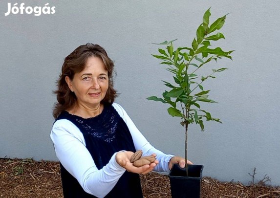 Pekándió, jujuba, kivi, füge, leylandi ciprus, babérmeggy, gránátalma