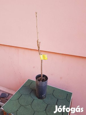 Pekándió /pawnee öntermő/