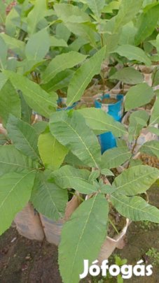 Pekándió kont eladó