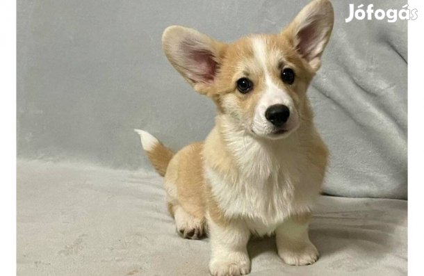 Pembroke Welsh Corgi Törzskönyves Kiskutyák