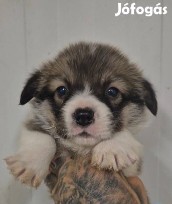 Pembroke welsh corgi kan