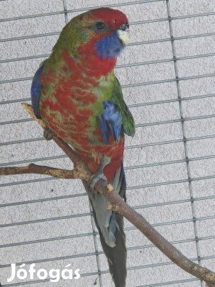 Penant papagáj eladó 25e/db vagy más fajta papagájra cserélhető