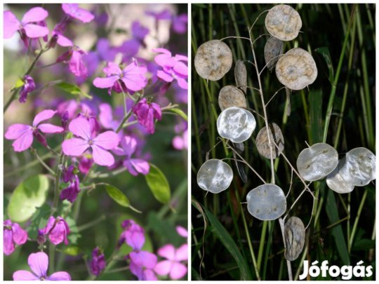 Pénzvirág, Júdáspénz,Holdviola, Lunaria annua mag: 30 db
