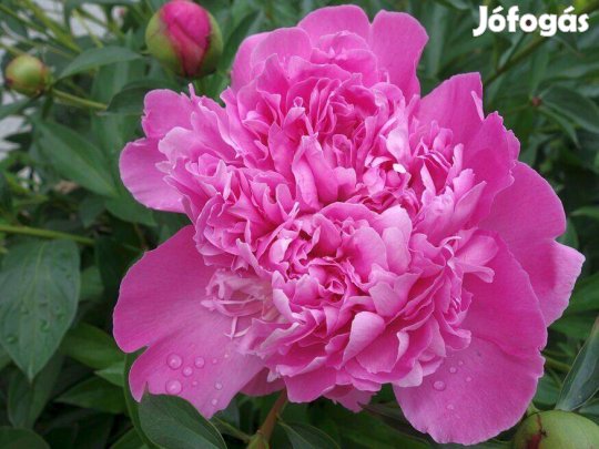 Peonia lactiflora Bazsarózsa rózsaszín fajta