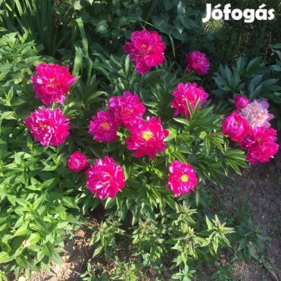 Peonia lactiflora Lágyszárú bazsarózsa püspüklila