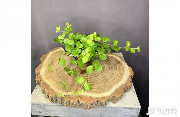 Peperomia Rotundifolia