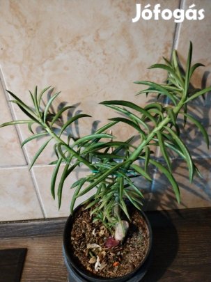 Peperomia ferreyrae szobanövény 