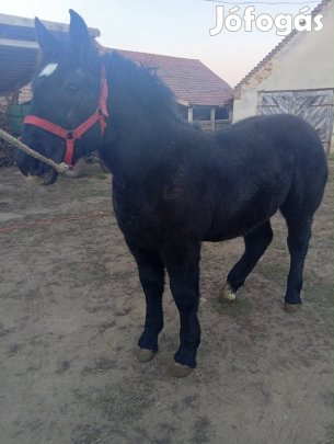Percheron  hidegvérű csikó