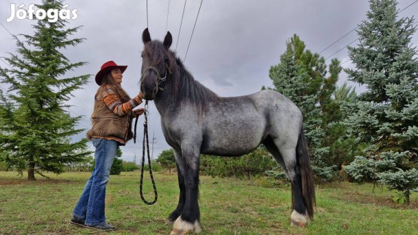 Percheron kanca 3 éves