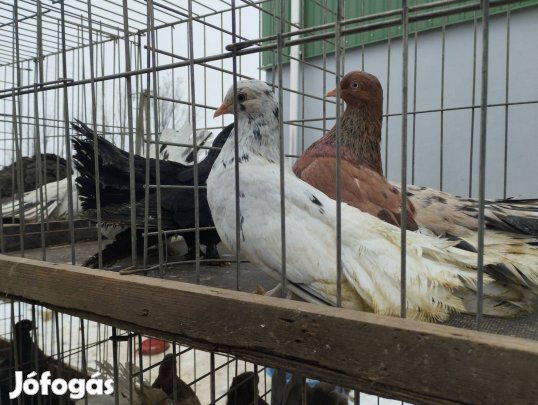 Pergő galambok költöznének