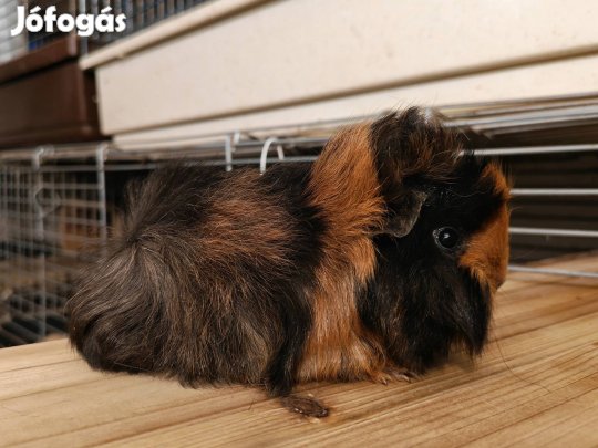 Perui hosszúszőrű tengerimalac