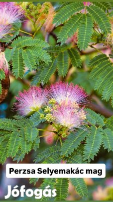 Perzsa Selyemakác mag