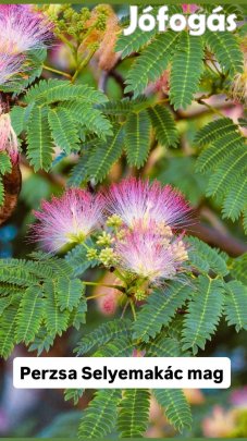 Perzsa Selyemakác mag 