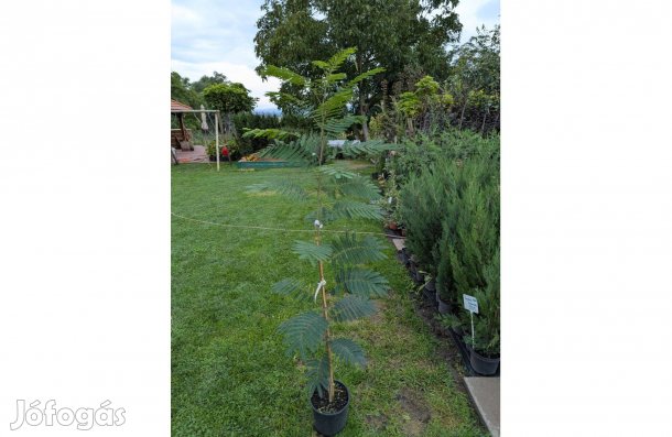 Perzsa selyemakác csemete díszfa