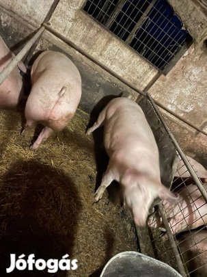 Pest megyében sertések eladók 