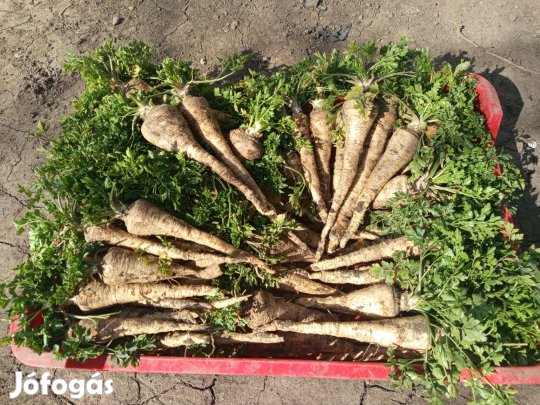 Petrezselyem, zöldség, gyökér