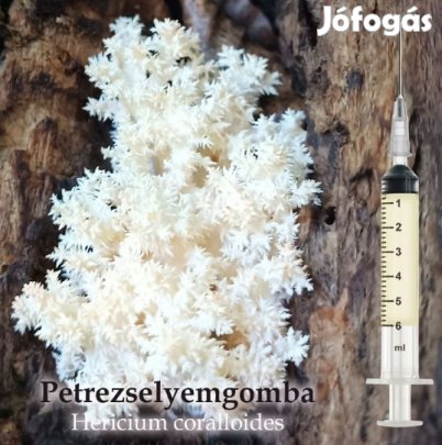 Petrezselyemgomba Hericium Coralloides  Oltóanyag 10ml (6205)
