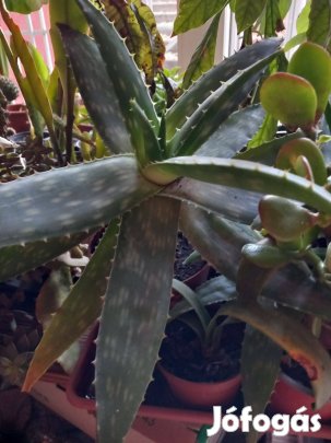 Pettyes, csíkos és kék levelű agave