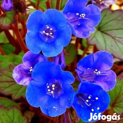 Phacelia Facélia virágmag