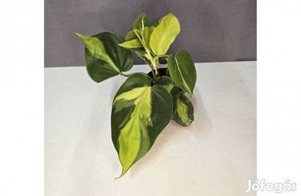 Philodendron Brasil