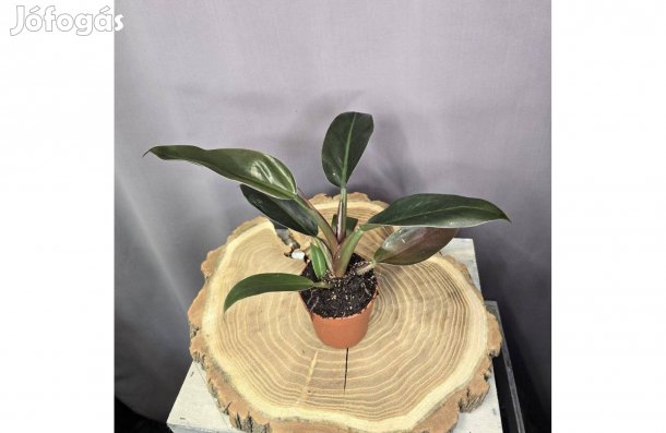 Philodendron Imperial Red