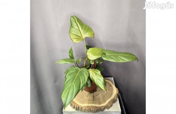 Philodendron Summer Glory