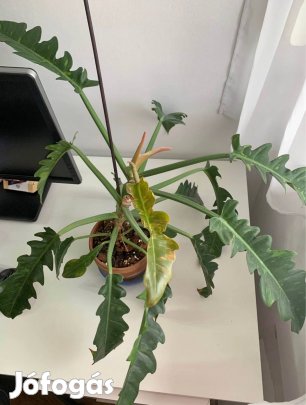 Philodendron ring of fire Szobanövény