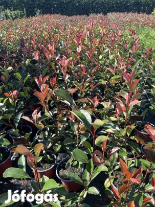 Photinia ,,Red Robin,, Korallberkenye 40-60cm Termelőtől! Országosan!