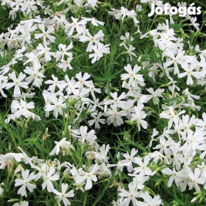 Phox subulata fehér virágú sziklakerti talajtakaró
