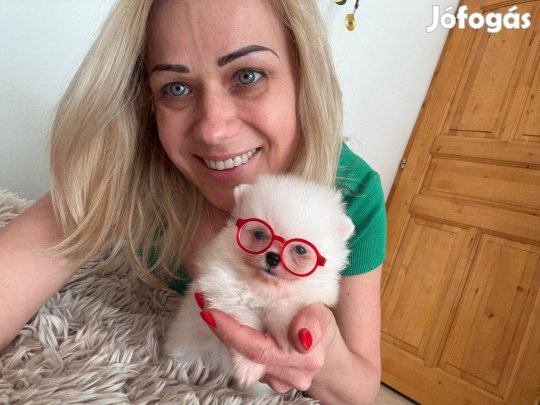 Picike méretű Pomeraniai törpe Spitz, útlevél , Törzskönyv , garancia