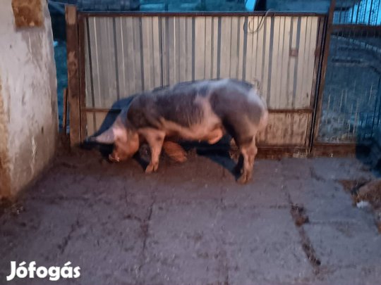 Pietrain kan süldő