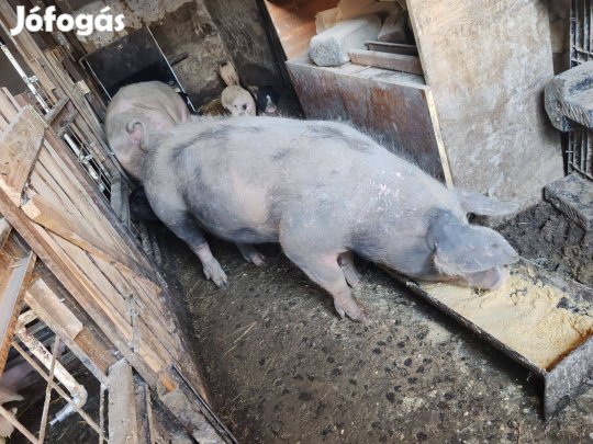 Pietrin (pietrain) koca eladó