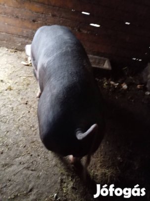 Pietrin hízó eladó