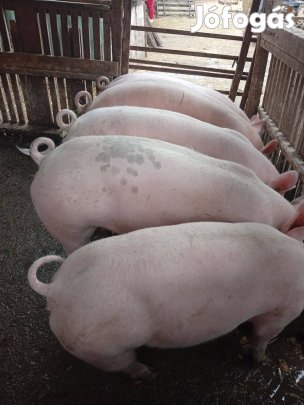 Pietrin süldök hizok