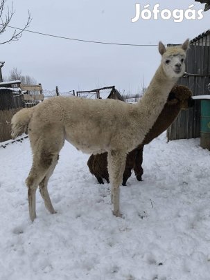Pihe puha plüss macik!