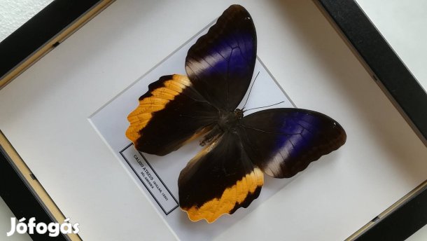 Pillangó preparátum gyűjtemény 19 db kép!