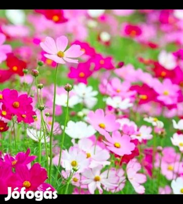 Pillangóvirág virágmag