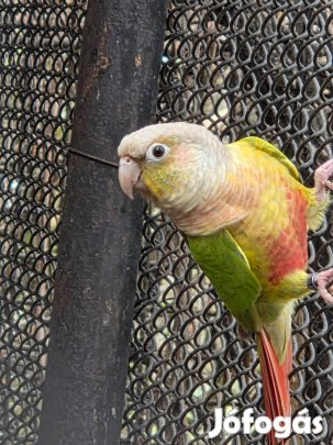 Pineaple, Ananász, Tűzfarkú papagájok kaphatóak