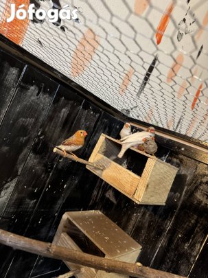 Pintyek költöznének