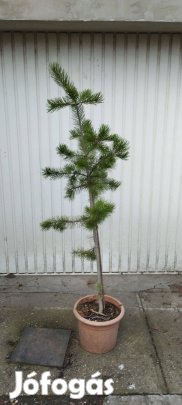 Pinus cembroides mexikói mandulafenyő