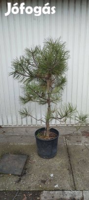 Pinus hartwegii fenyő örökzöld