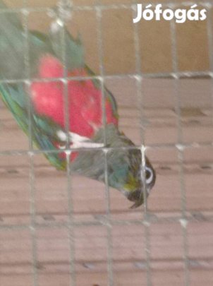 Pirhura perleta pár..Énekesek..